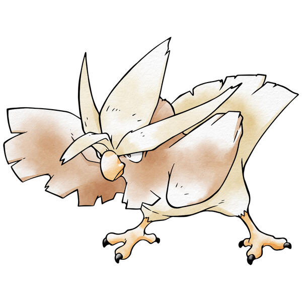 brownbird