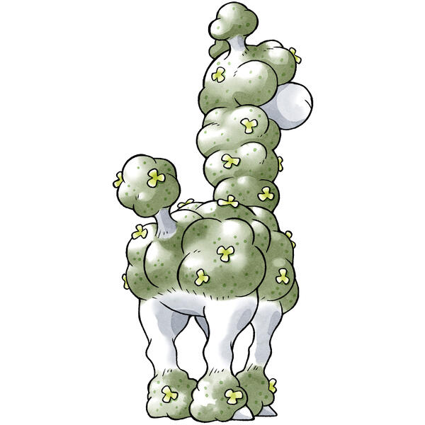 pacashrub